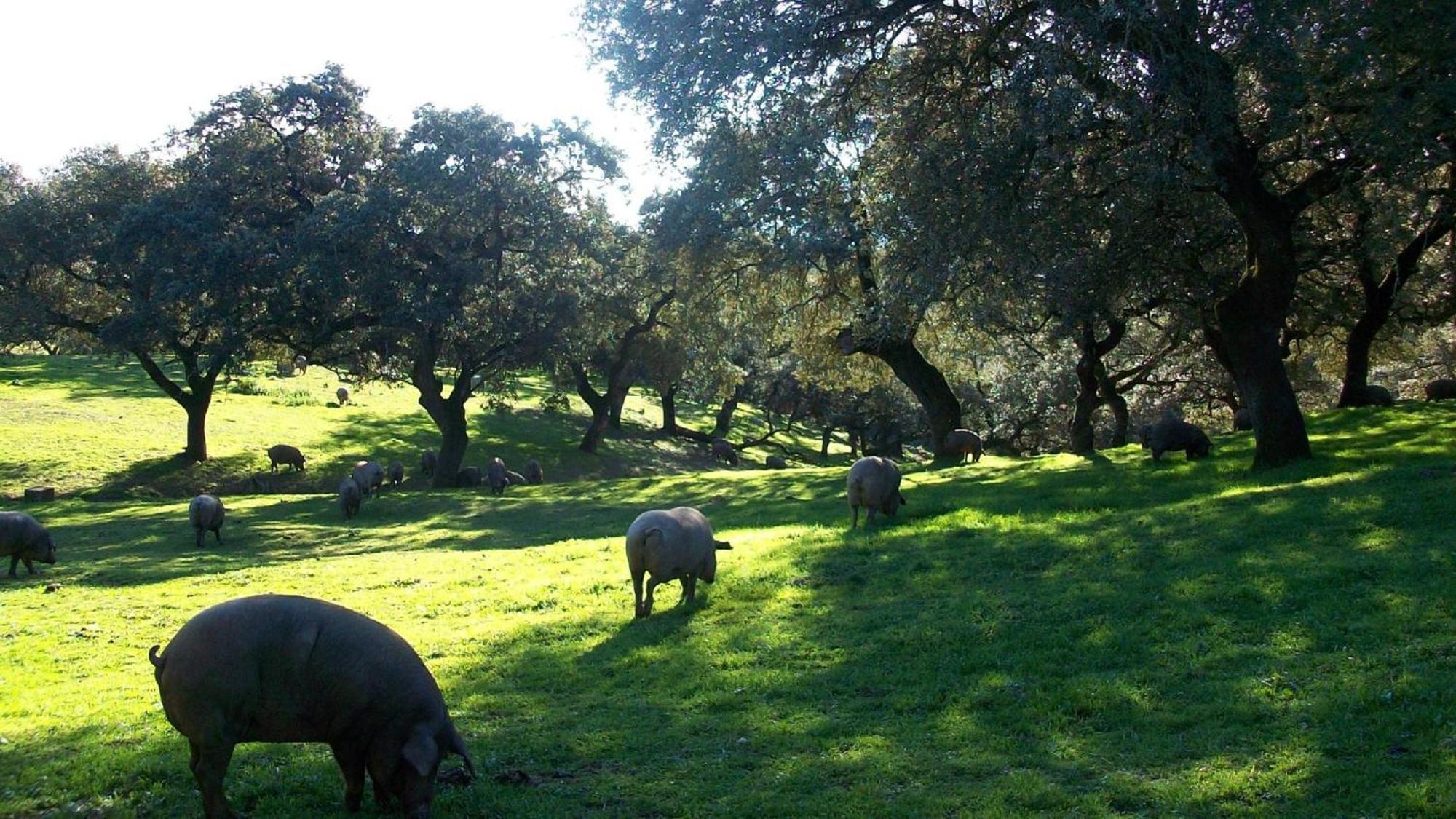 Convento San Diego - Singulars Boutique 4* Fuentes de León